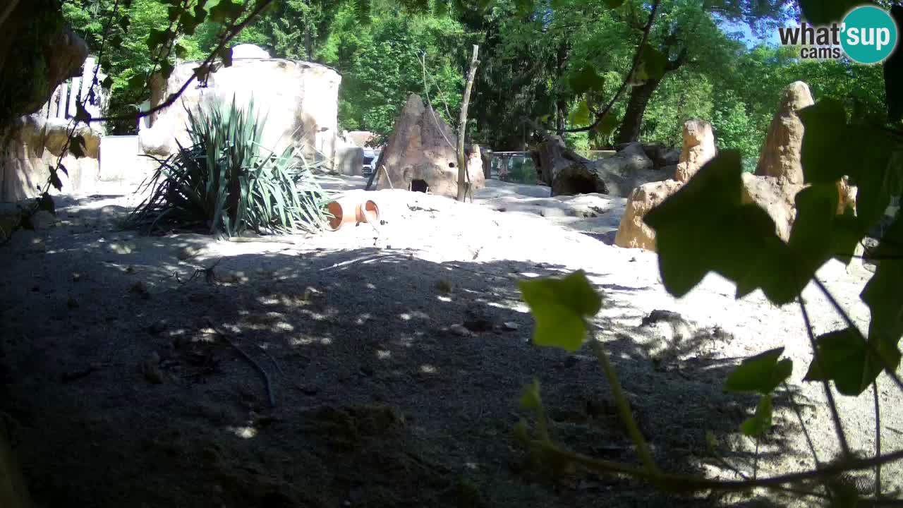 Webcam live Zoo Ljubljana – Suricata