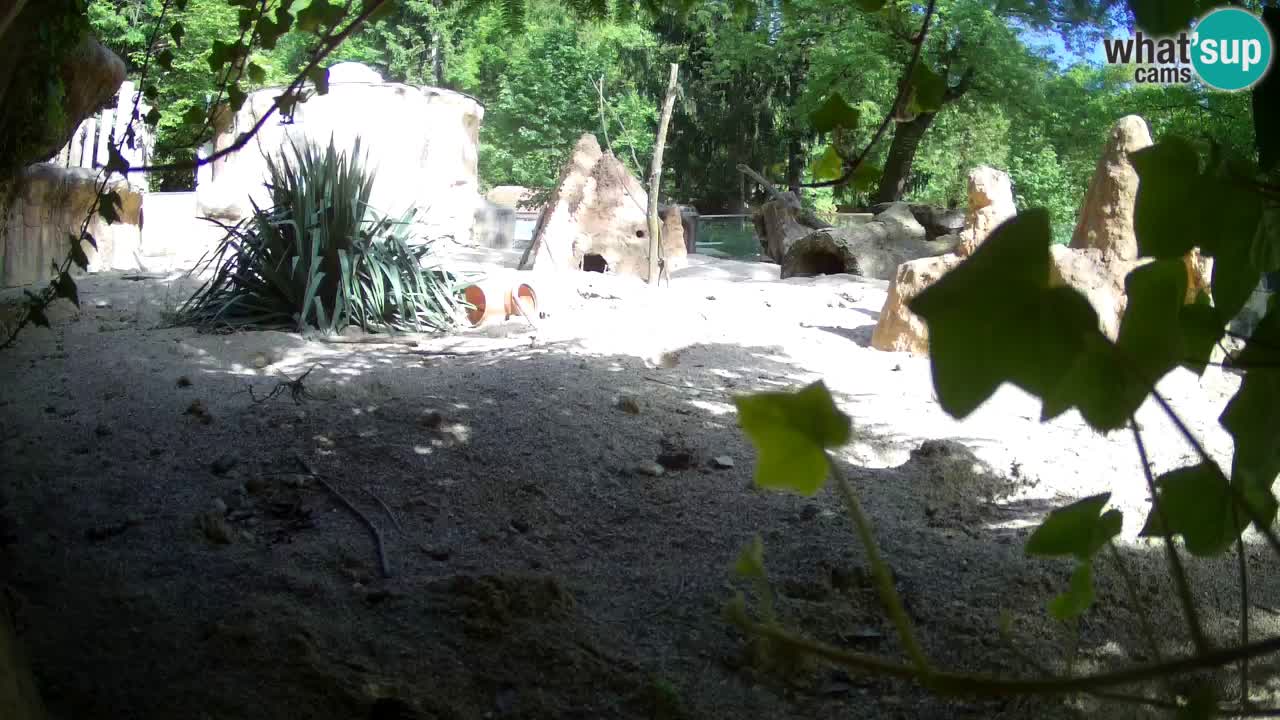 Zoo Ljubljana – Live webcam Meerkat (Suricata)