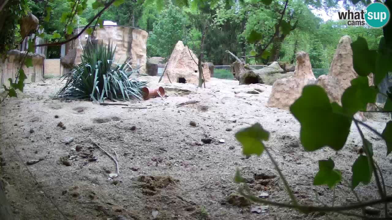 Zoo Ljubljana – Live webcam Meerkat (Suricata)