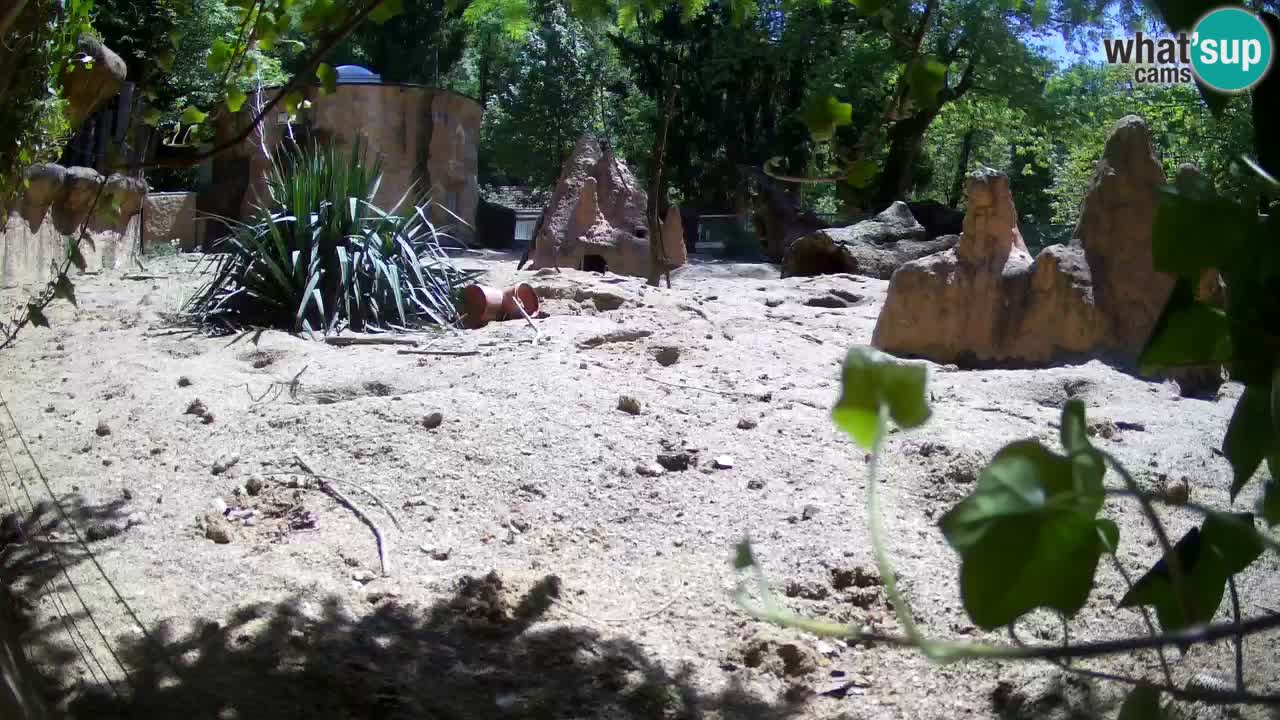 Zoo Ljubljana – Live webcam Meerkat (Suricata)