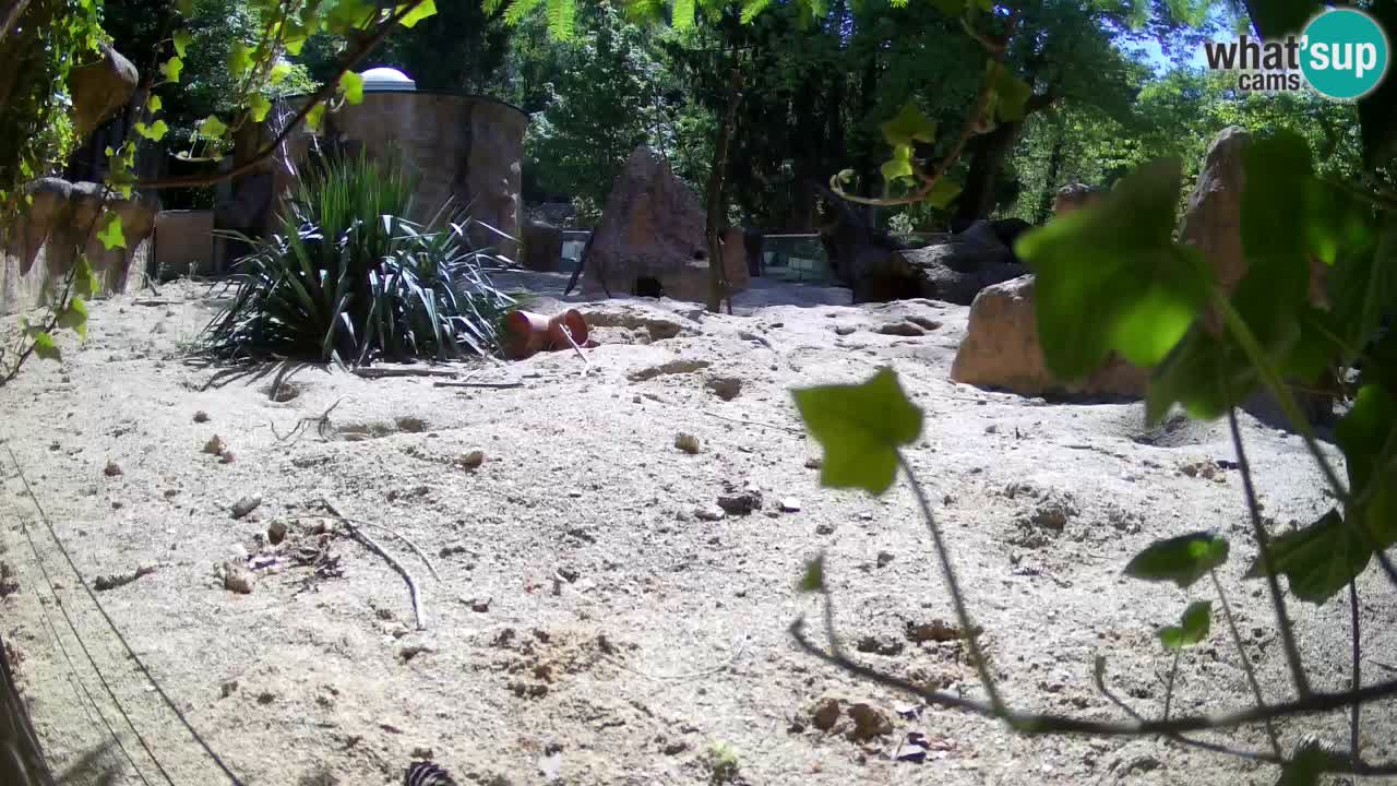 Zoo Ljubljana – Live webcam Meerkat (Suricata)