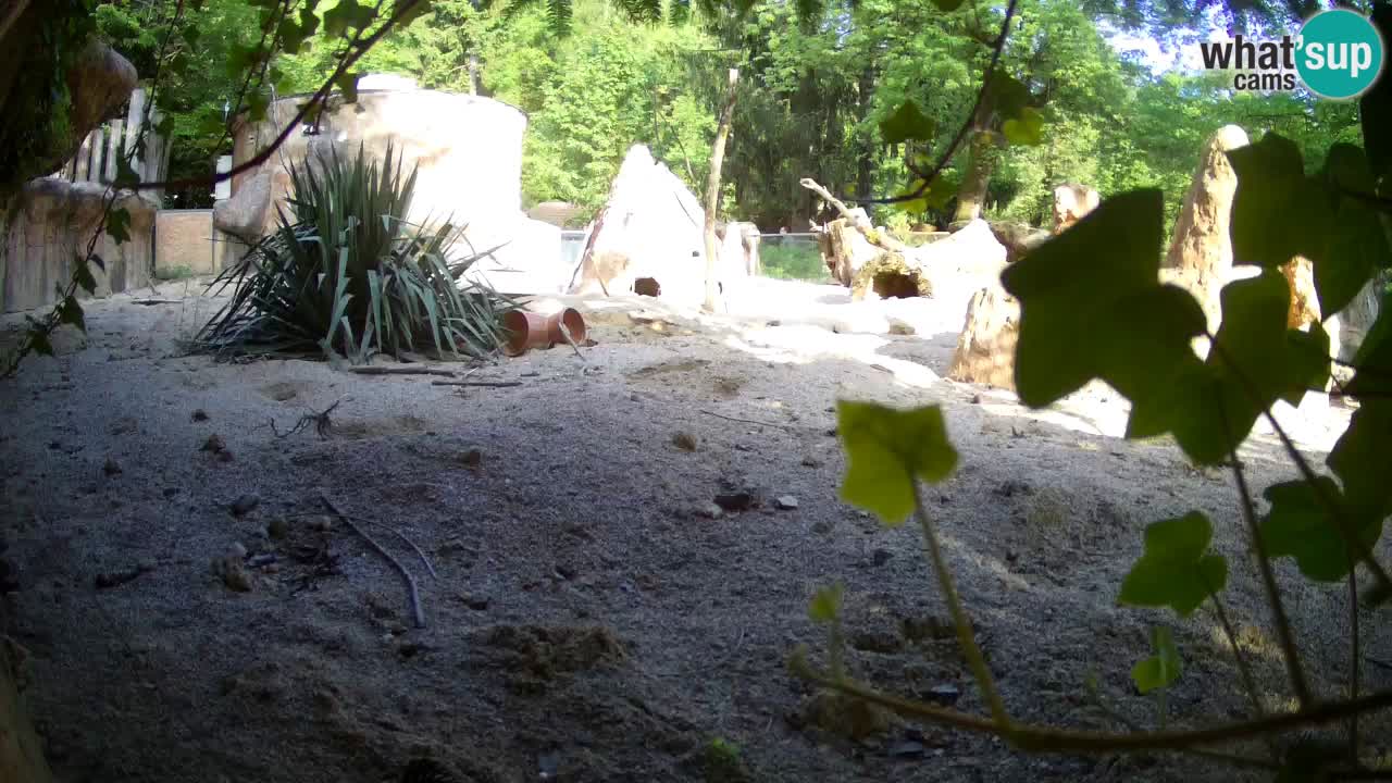 Web kamera Zoo Ljubljana – Merkat