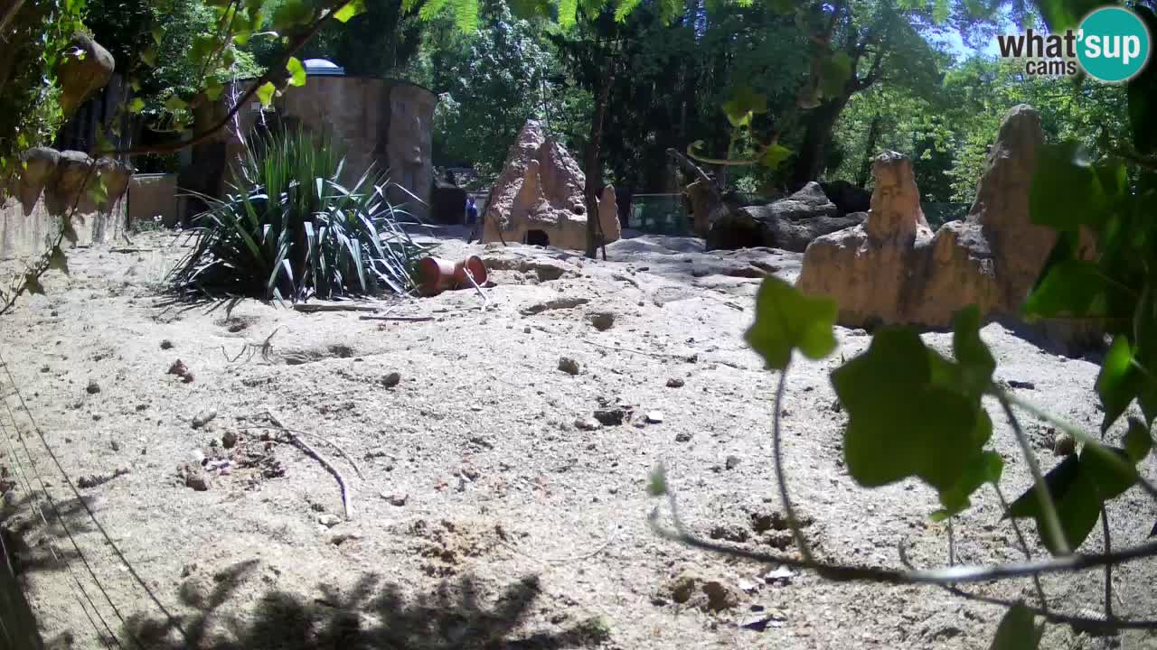 Web kamera Zoo Ljubljana – Merkat