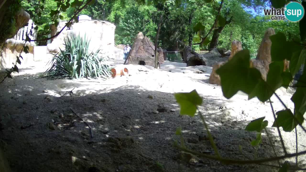 Webcam live Zoo Ljubljana – Suricata