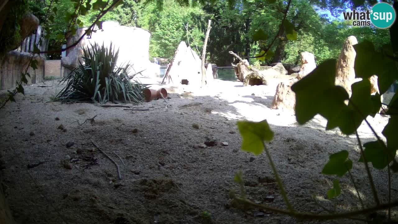 Live cam Zoo Ljubljana – Erdmännchen