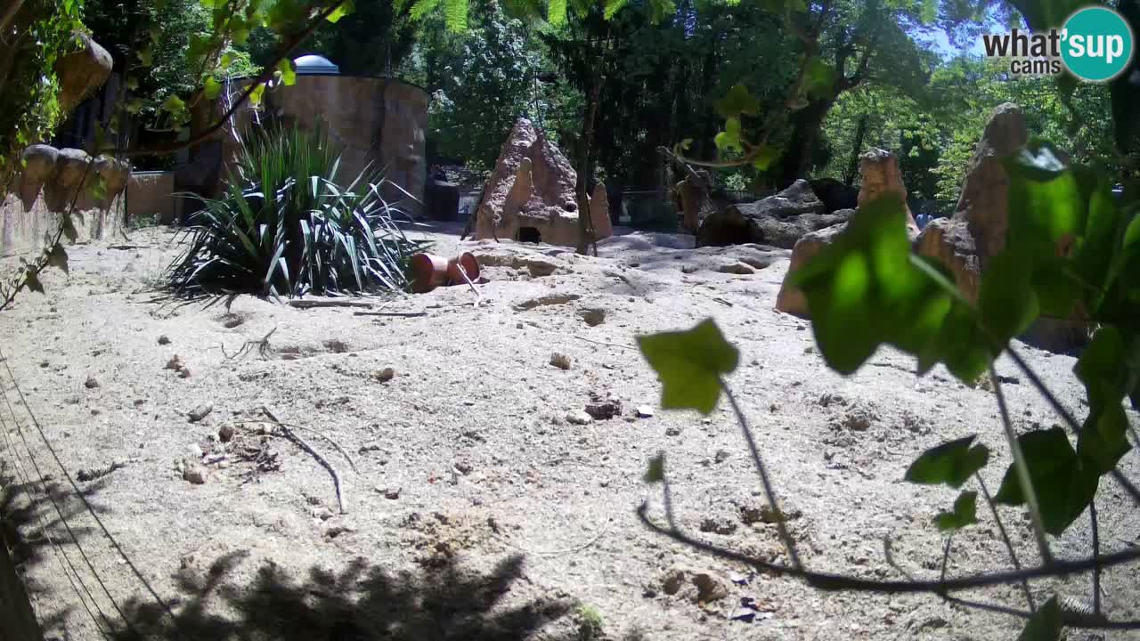 Zoo Ljubljana – Live webcam Meerkat (Suricata)