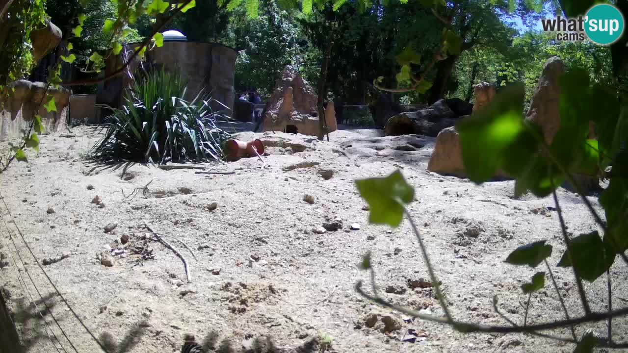 Zoo Ljubljana – Live webcam Meerkat (Suricata)