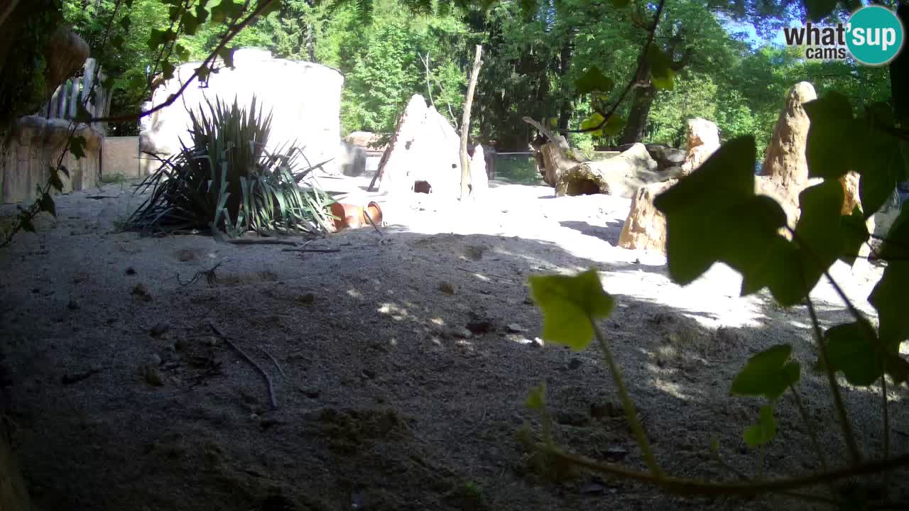 Zoo Ljubljana – Live webcam Meerkat (Suricata)