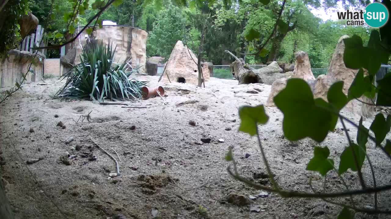 Zoo Ljubljana – Meerkat (Suricata)
