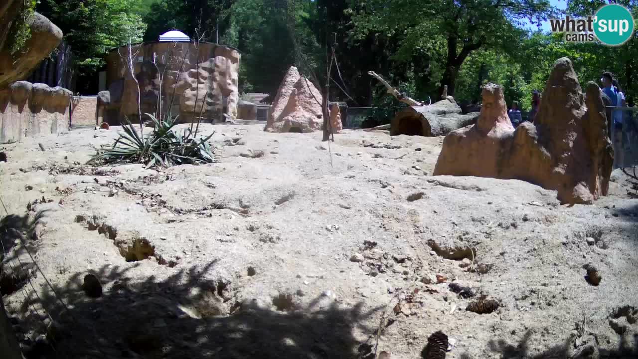Live cam Zoo Ljubljana – Erdmännchen