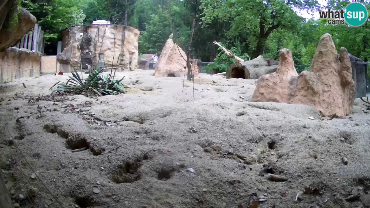 Live cam Zoo Ljubljana – Erdmännchen