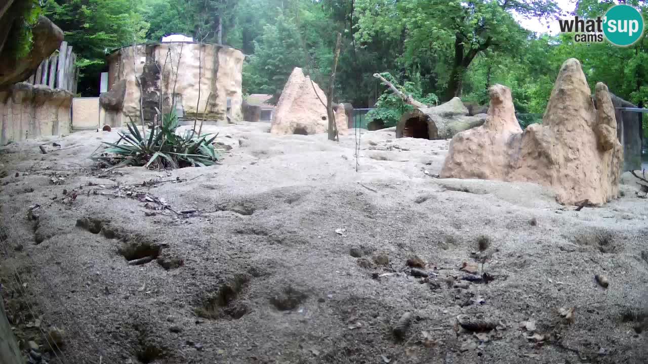 Spletna kamera Živalski vrt Ljubljana – Surikat