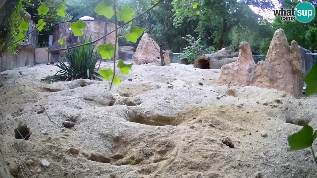 Webcam Zoo Ljubljana – Suricate