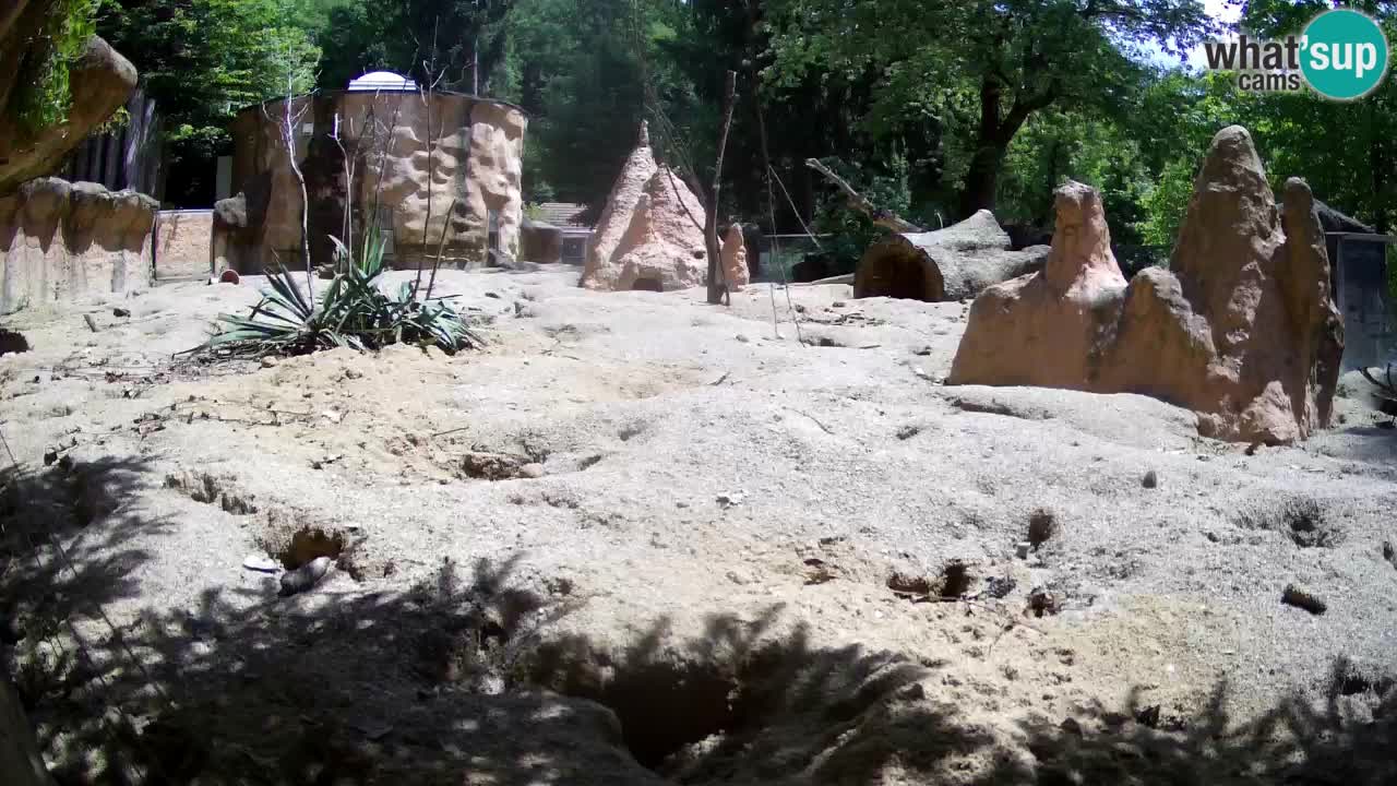 Zoo Ljubljana – Live webcam Meerkat (Suricata)