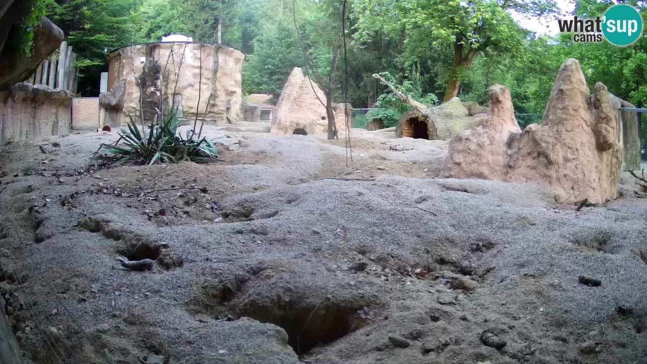 Web kamera Zoo Ljubljana – Merkat