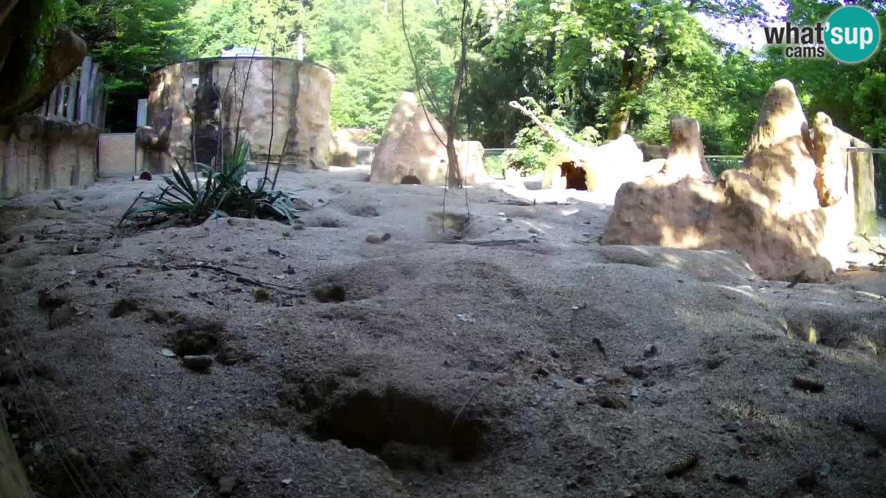 Webcam live Zoo Ljubljana – Suricata