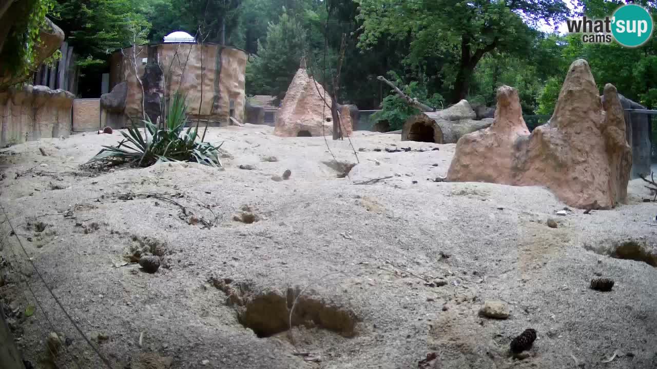 Spletna kamera Živalski vrt Ljubljana – Surikat