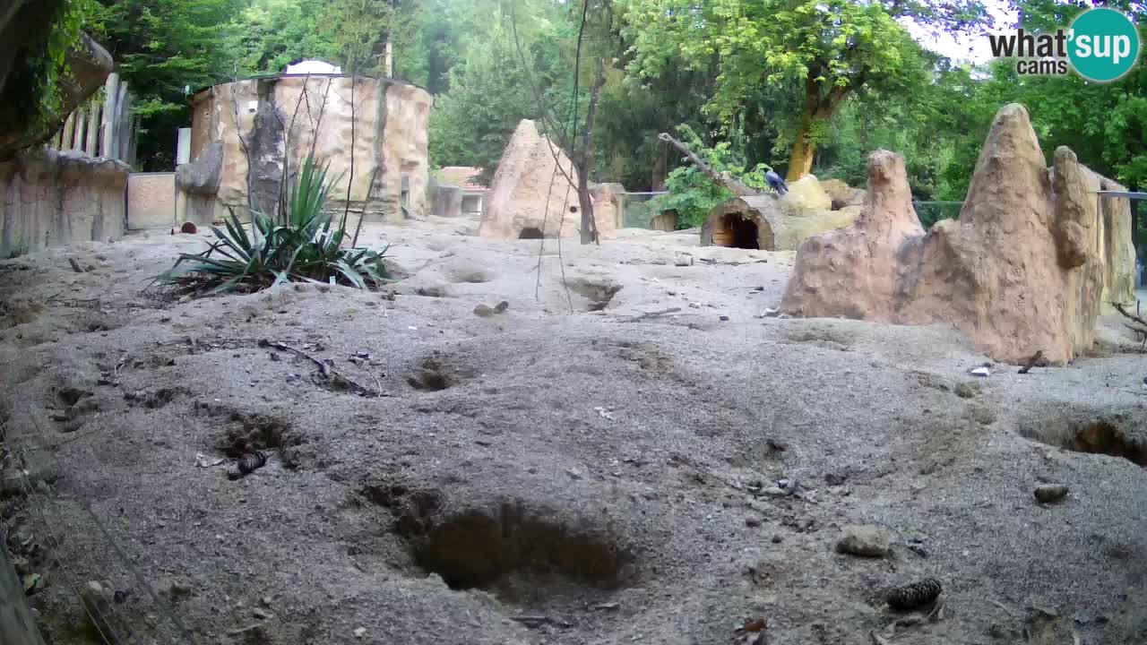 Webcam Zoo Ljubljana – Suricate
