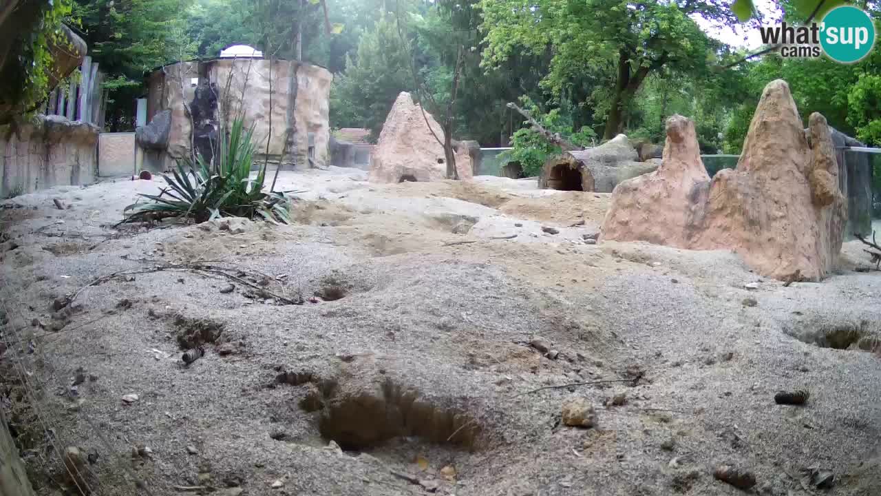 Zoo Ljubljana – Live webcam Meerkat (Suricata)