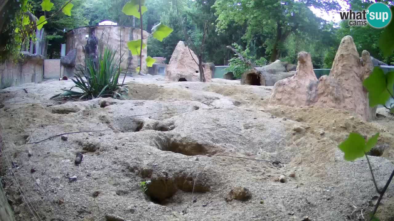 Webcam live Zoo Ljubljana – Suricata
