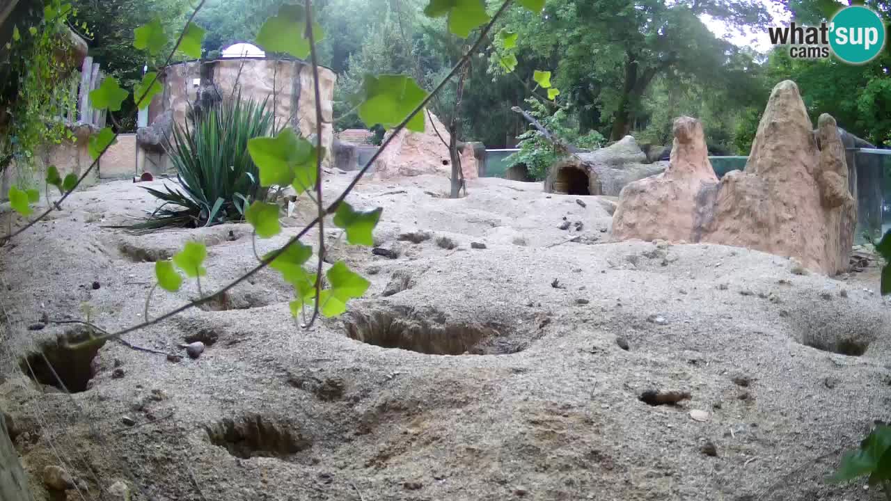 Webcam live Zoo Ljubljana – Suricata