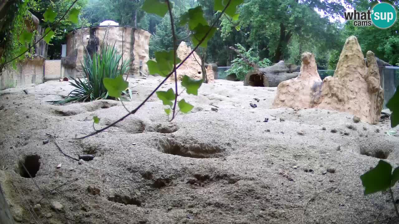 Zoo Ljubljana – Meerkat (Suricata)