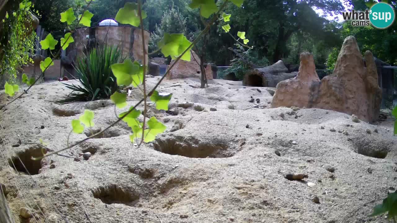 Live cam Zoo Ljubljana – Erdmännchen