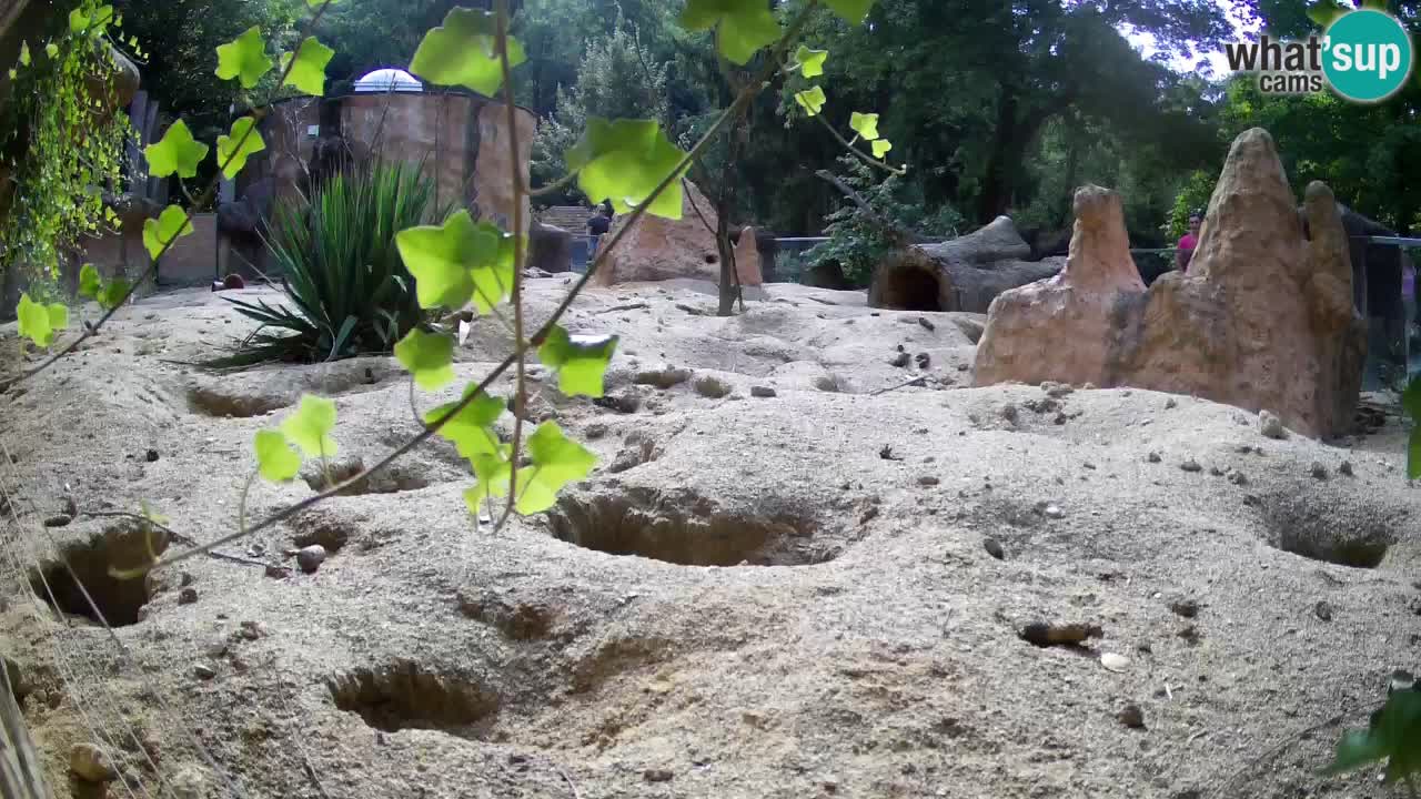 Webcam live Zoo Ljubljana – Suricata