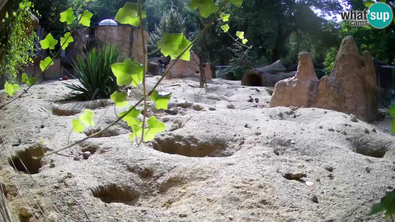 Zoo Ljubljana – Live webcam Meerkat (Suricata)