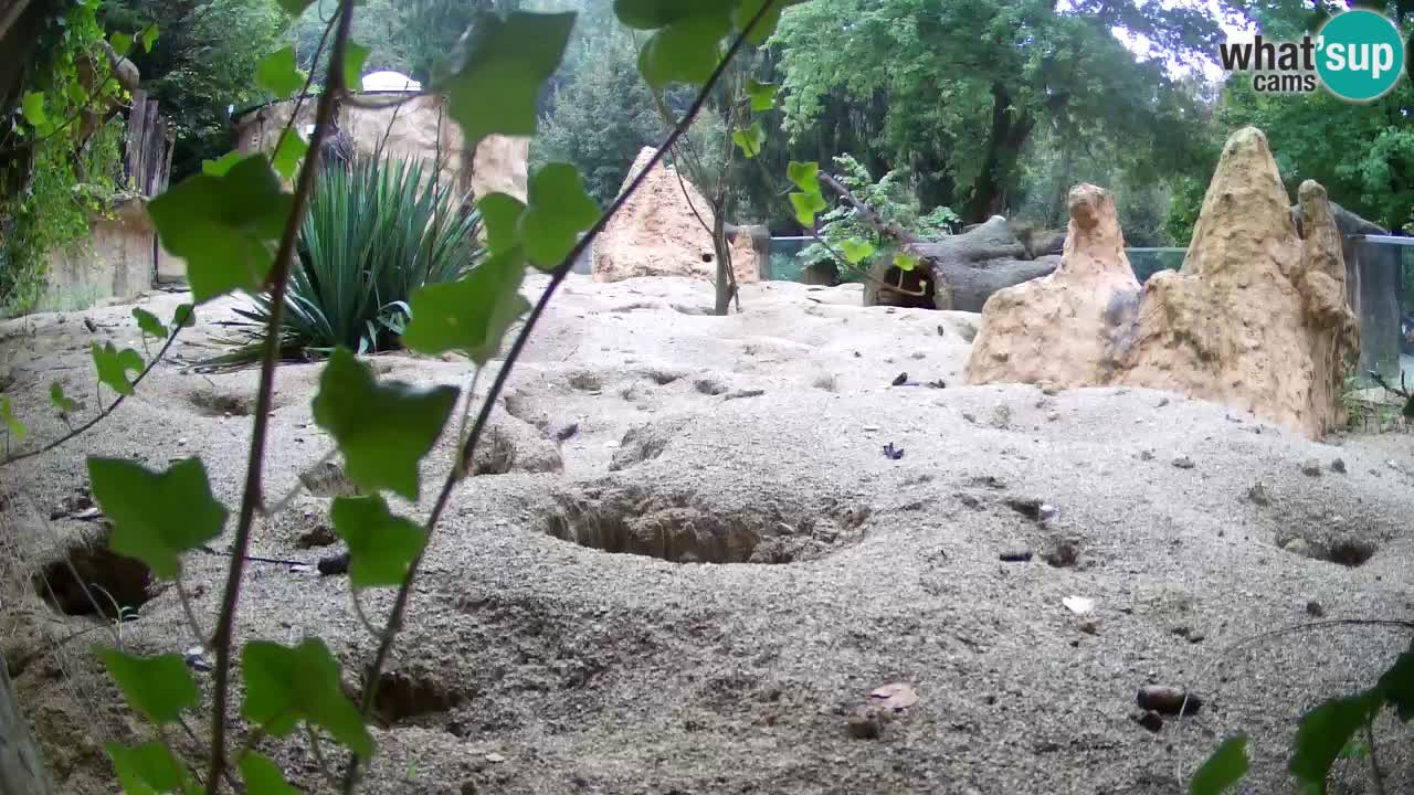 Webcam Zoo Ljubljana – Suricate