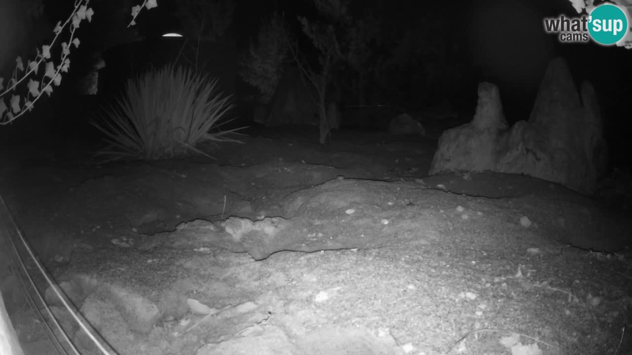 Webcam Zoo Ljubljana – Suricate