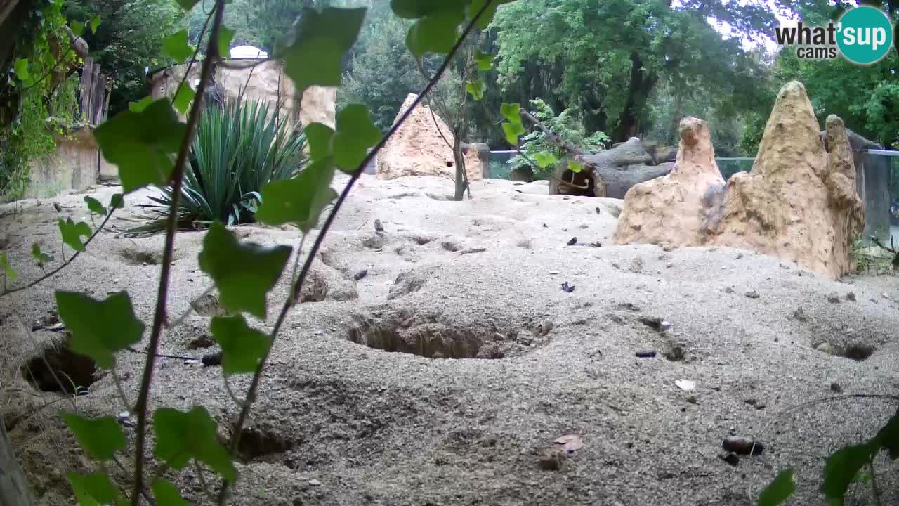 Webcam live Zoo Ljubljana – Suricata