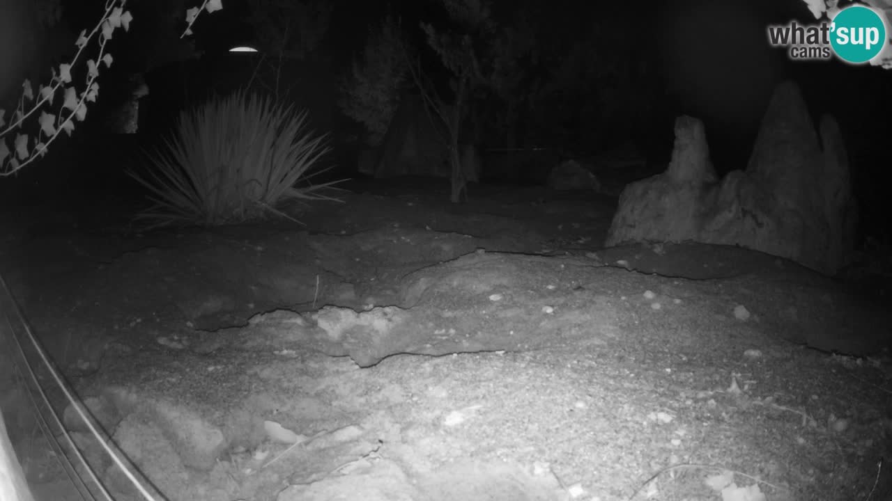 Webcam Zoo Ljubljana – Suricate