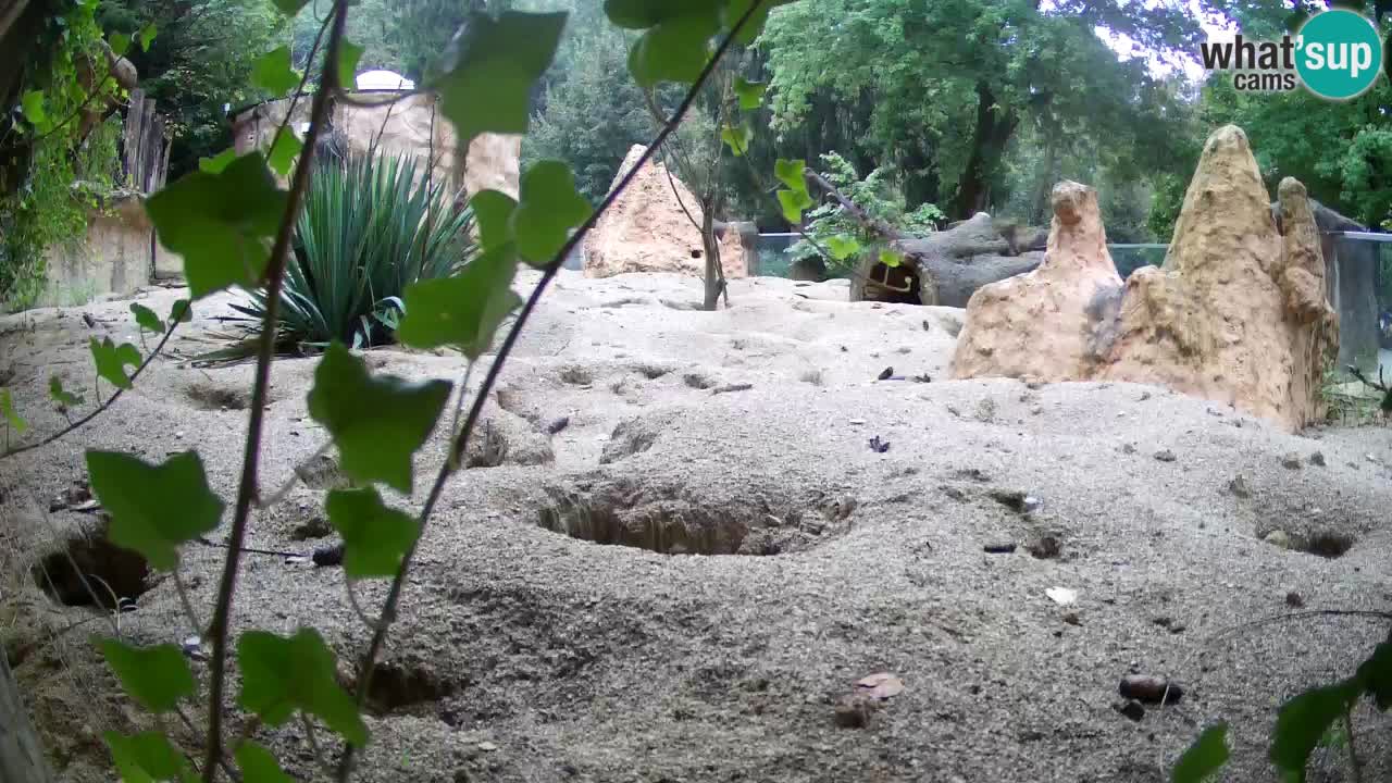 Live cam Zoo Ljubljana – Erdmännchen