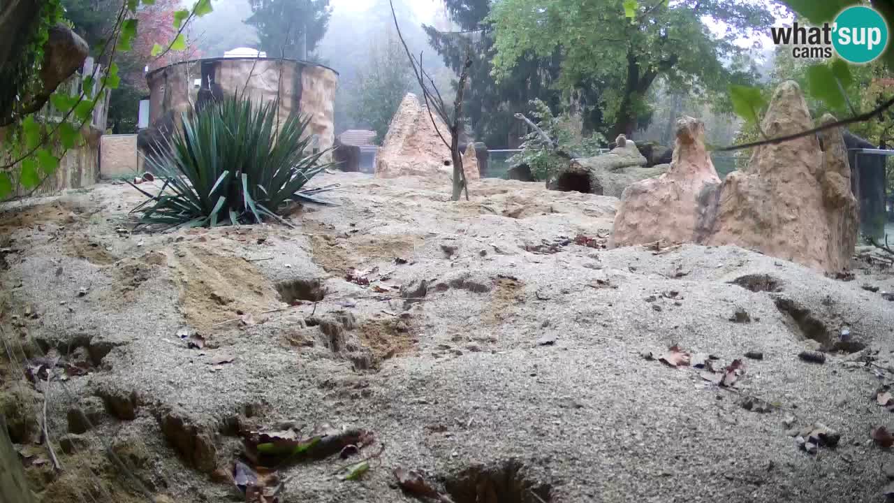 Live cam Zoo Ljubljana – Erdmännchen