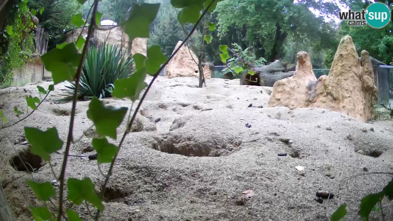 Live cam Zoo Ljubljana – Erdmännchen