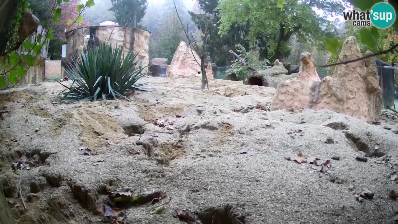 Live cam Zoo Ljubljana – Erdmännchen