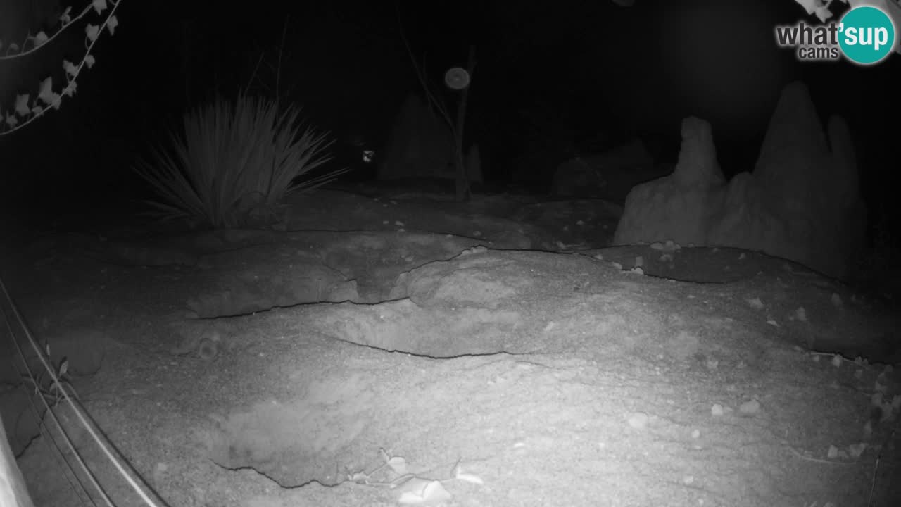 Zoo Ljubljana – Live webcam Meerkat (Suricata)