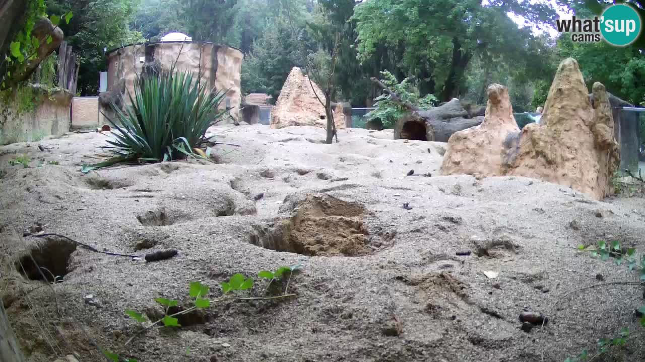 Live cam Zoo Ljubljana – Erdmännchen