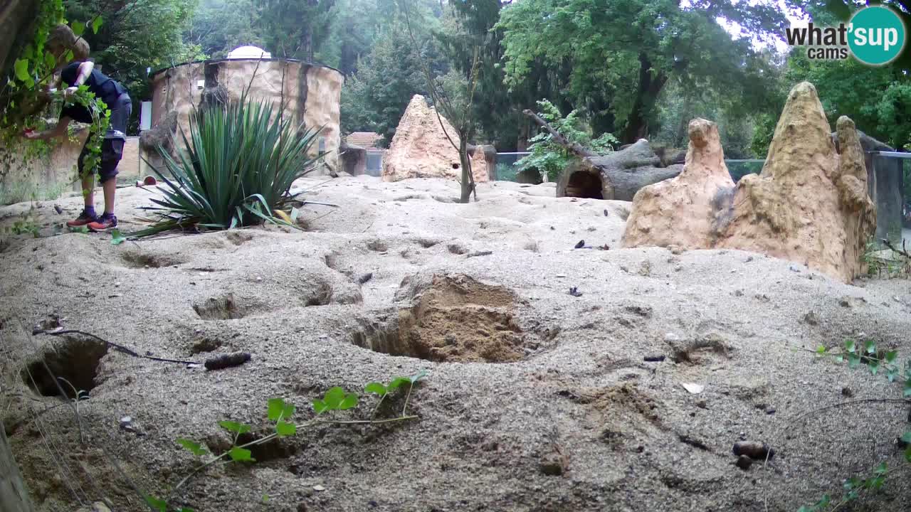 Zoo Ljubljana – Live webcam Meerkat (Suricata)