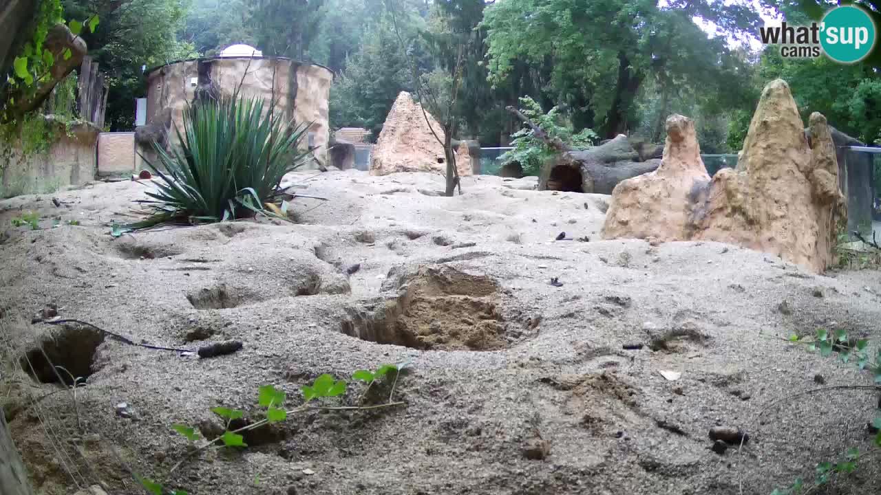 Live cam Zoo Ljubljana – Erdmännchen