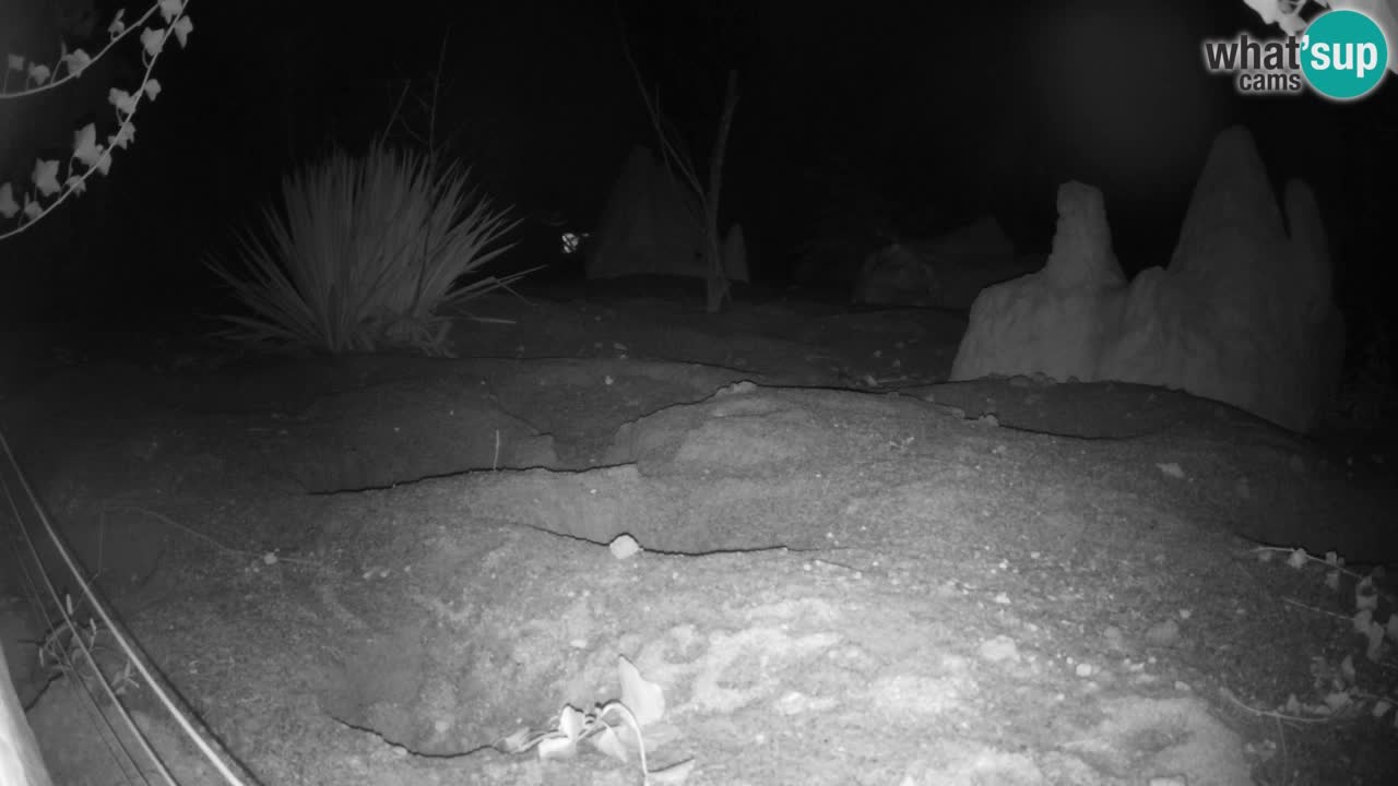 Zoo Ljubljana – Meerkat (Suricata)