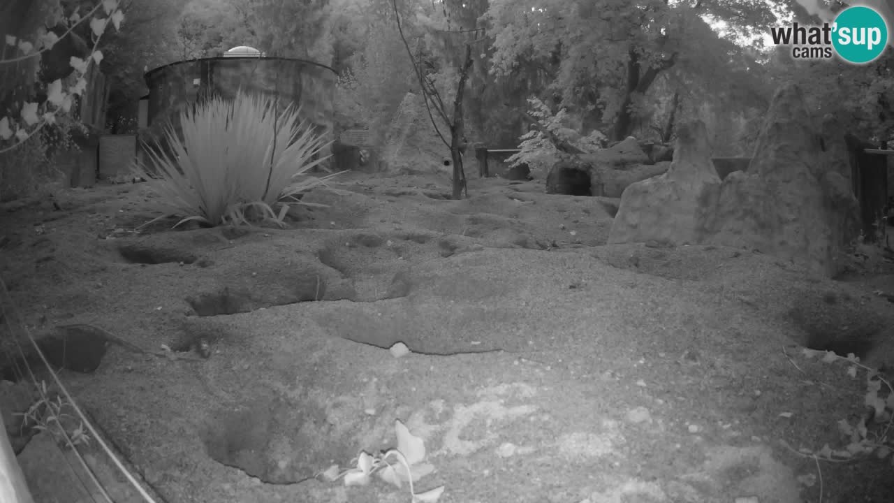 Zoo Ljubljana – Live webcam Meerkat (Suricata)