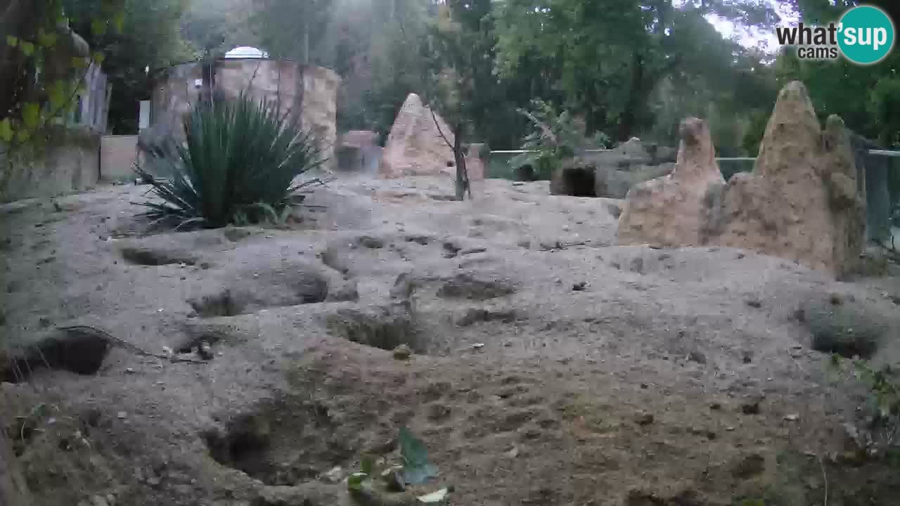 Zoo Ljubljana – Live webcam Meerkat (Suricata)