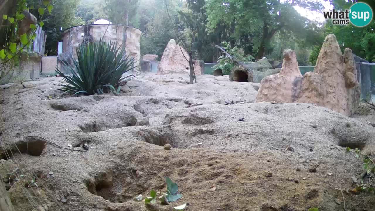 Live cam Zoo Ljubljana – Erdmännchen