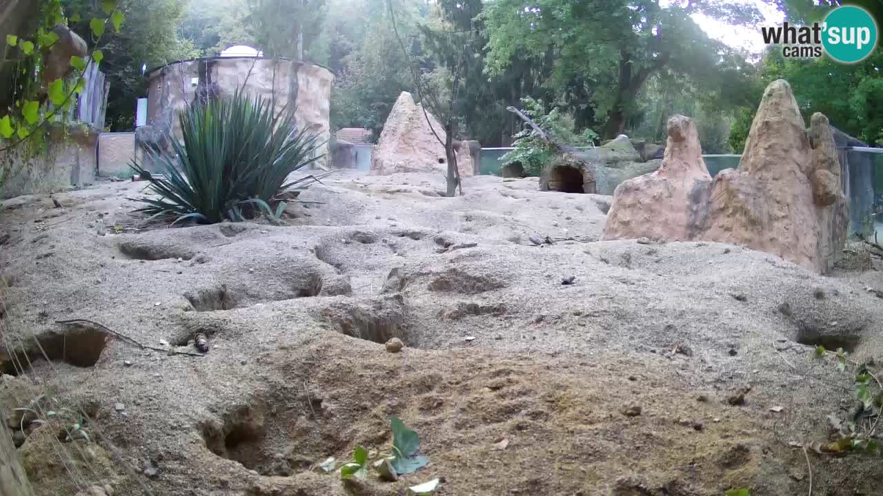 Webcam Zoo Ljubljana – Suricate