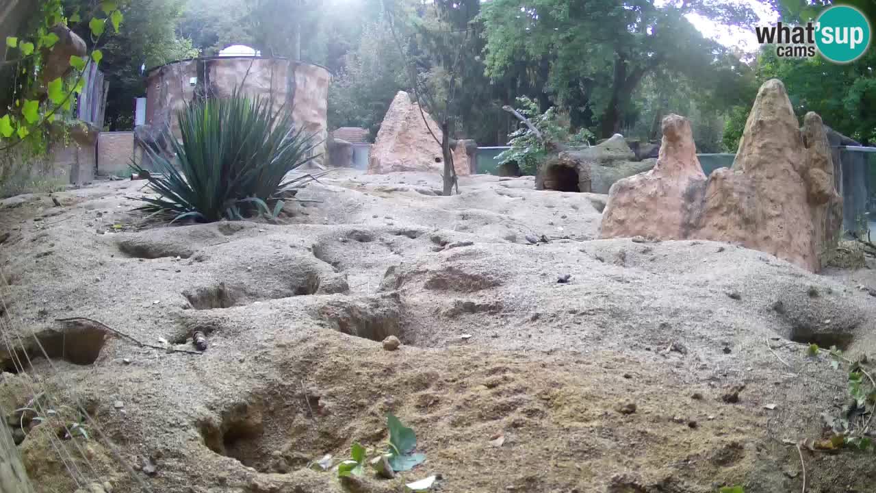 Live cam Zoo Ljubljana – Erdmännchen