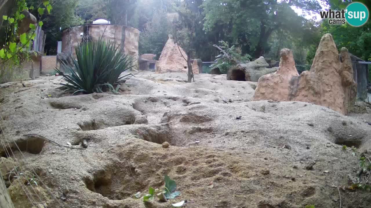 Webcam Zoo Ljubljana – Suricate