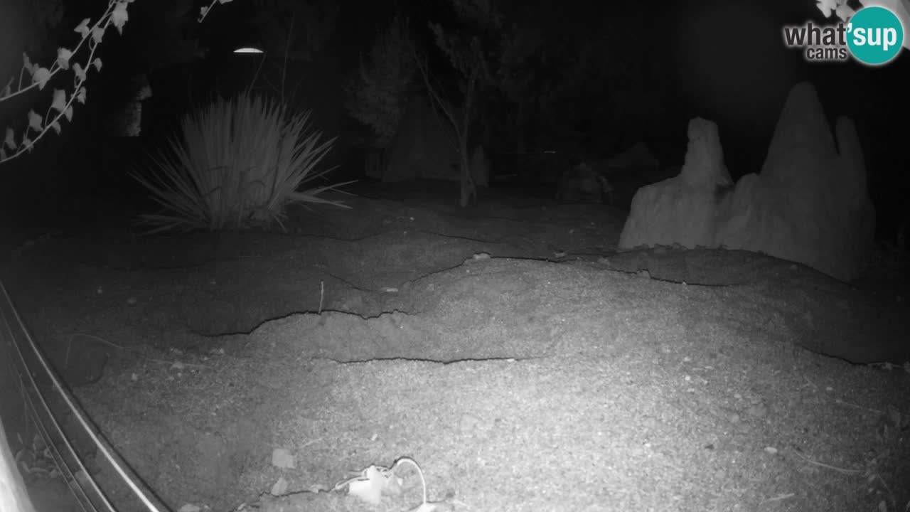 Zoo Ljubljana – Live webcam Meerkat (Suricata)