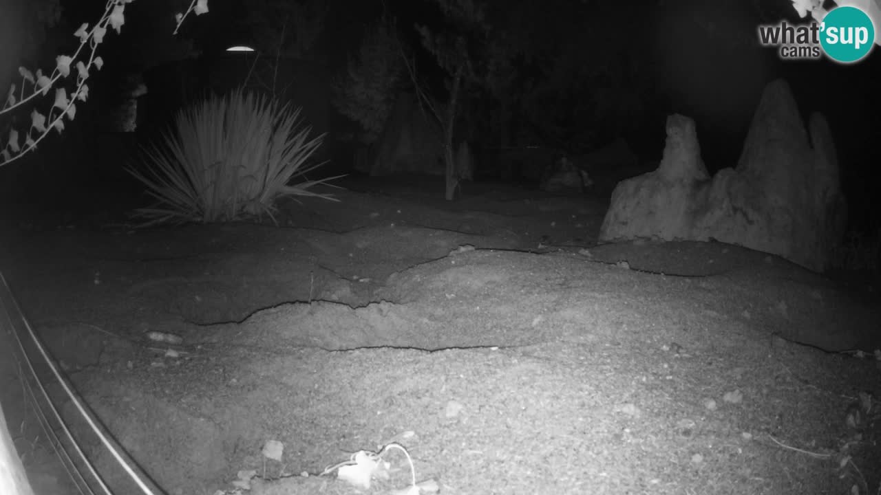 Zoo Ljubljana – Live webcam Meerkat (Suricata)